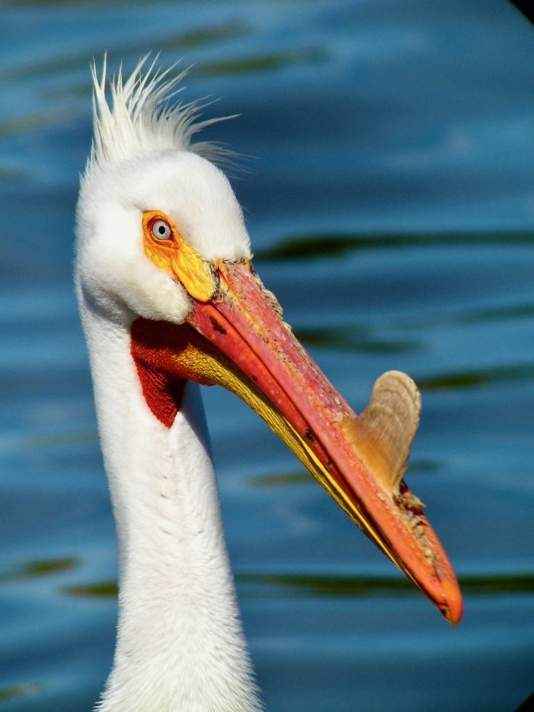 American White Pelican - breeding by Len Blumin is licensed under CC BY-NC-ND 2.0.